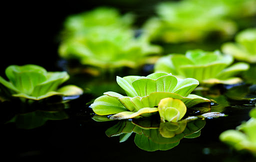 Bèo dạt mây trôi 2